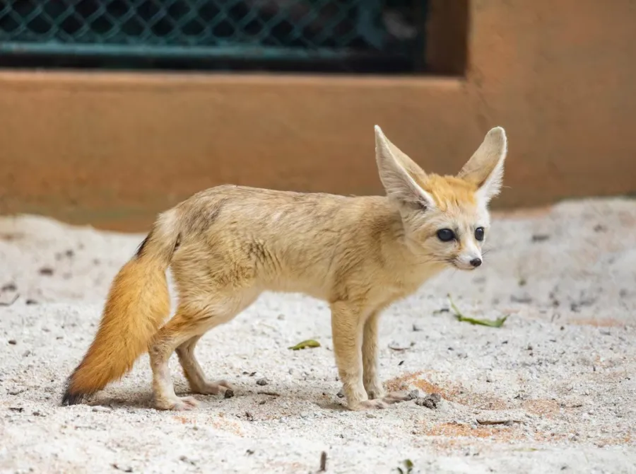 Espécie de raposa que inspirou personagem de 'Zootopia' chega ao Zoológico de SP