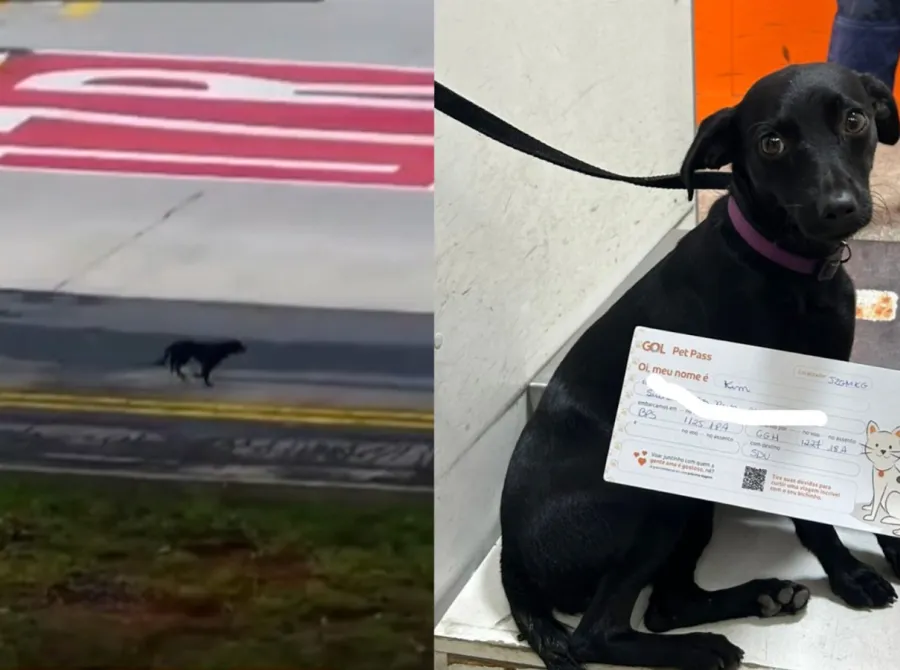 Cadela foge de caixa de proteção, invade pista de Congonhas e provoca suspensão de voos