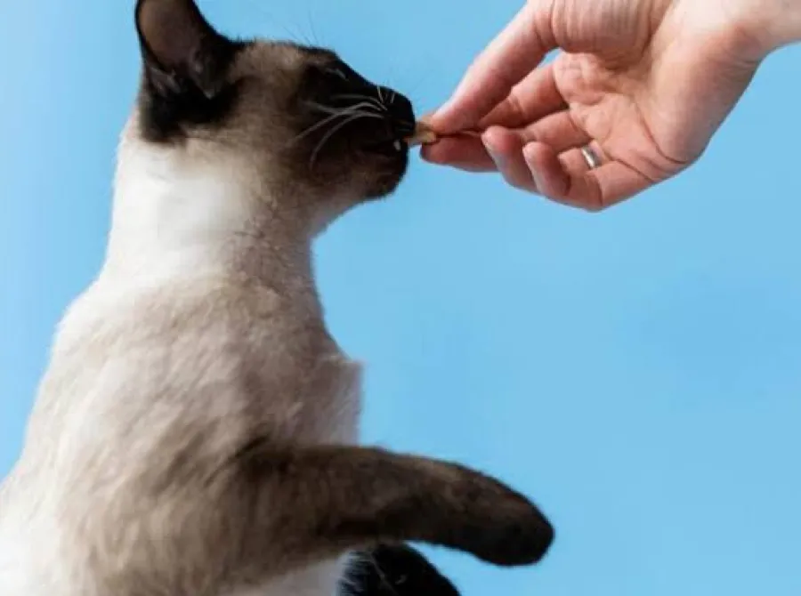 Busca por tratamentos para prolongar vida de pets cresce nos Estados Unidos