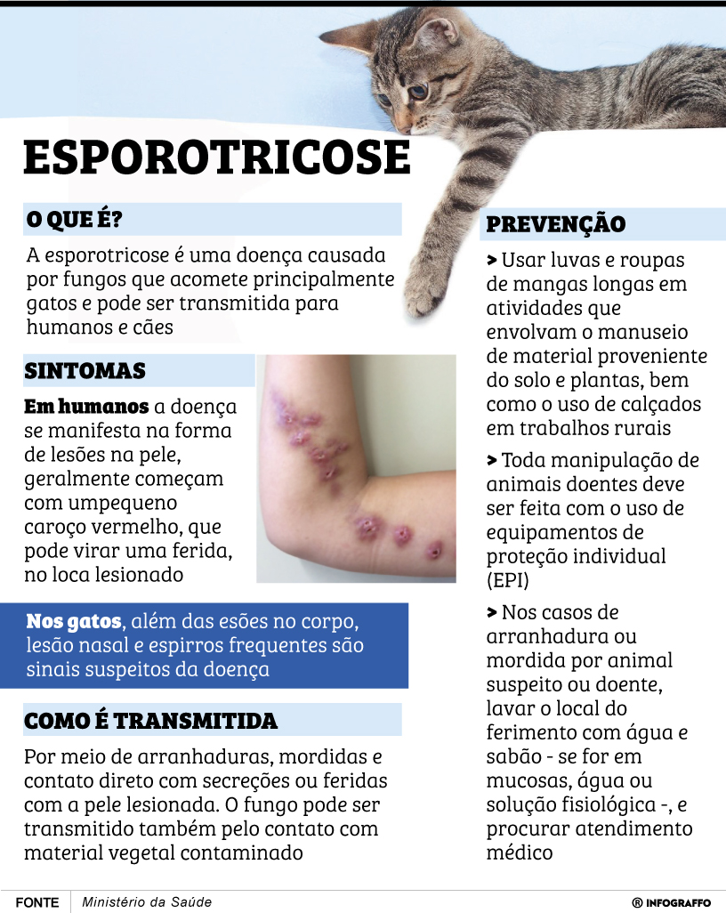 Infográfico do Dia