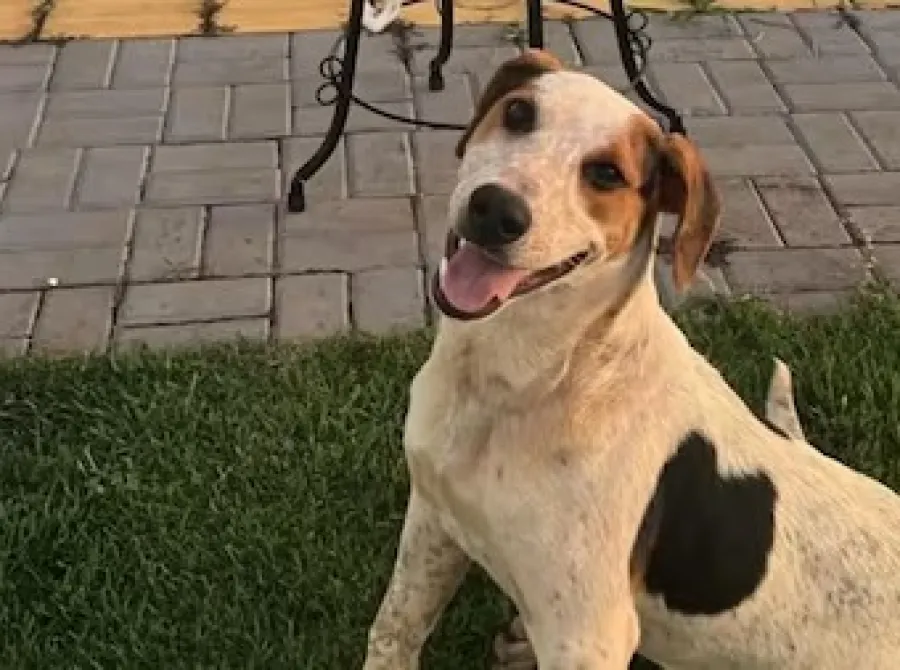 Cachorro comunitário é morto a tiros no Paraná em mais um episódio de violência contra animais