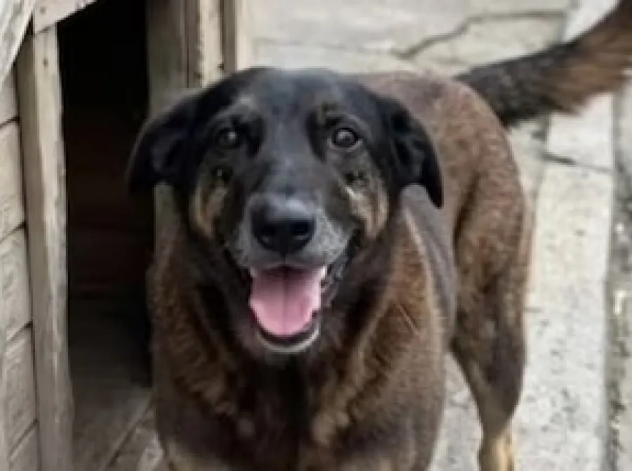 Justiça de SC autoriza e corpo de cão Orelha é exumado