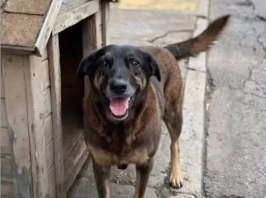 Governo federal anuncia decreto 'Cão Orelha', que eleva multas para maus-tratos contra animais