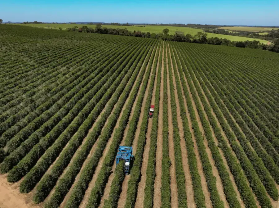 Serasa Experian: agro lidera entre setores com mais empresas sob recuperação judicial