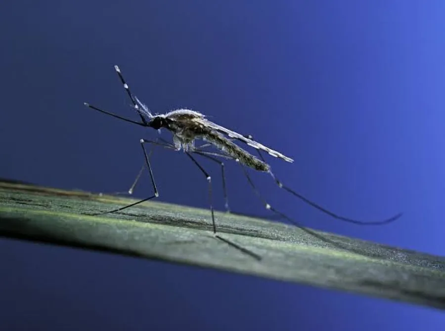 Malária exige atenção: doença transmitida por mosquito pode evoluir para quadros graves